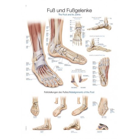Planche anatomique Pied et Cheville
