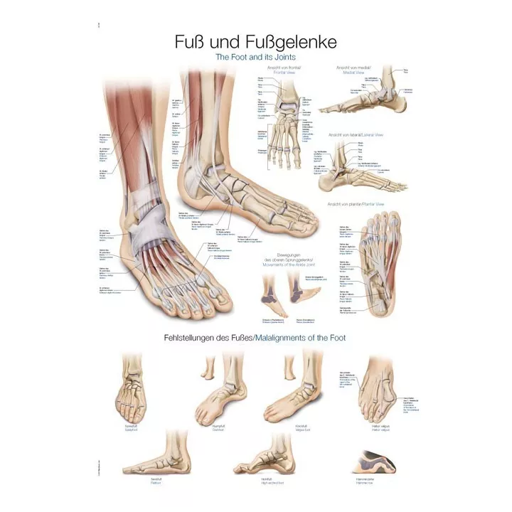 Planche anatomique Pied et Cheville