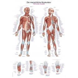 Planche anatomique des muscles
