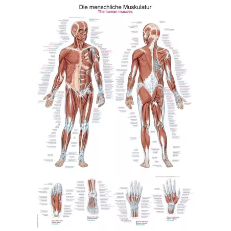 Planche anatomique des muscles