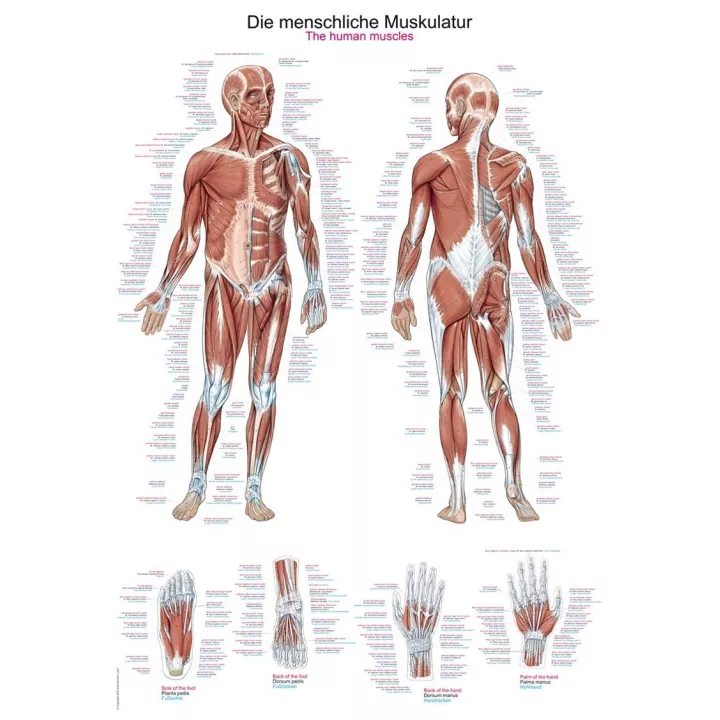 Planche anatomique des muscles