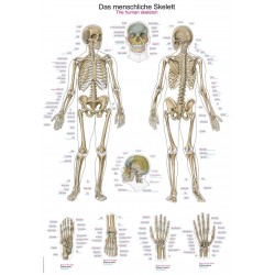 Planche anatomique du squelette