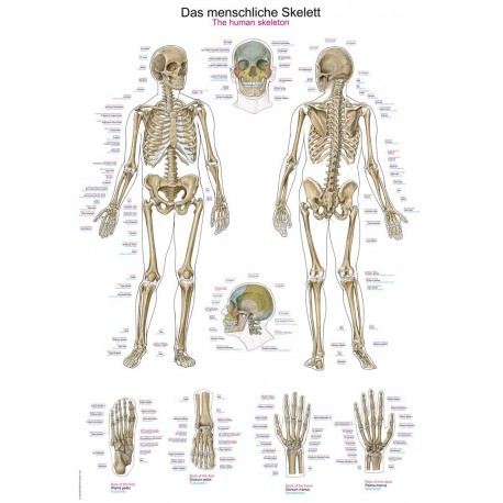 Planche anatomique du squelette