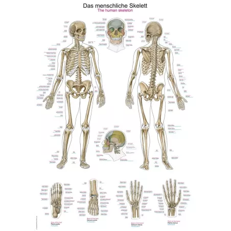 Planche anatomique du squelette