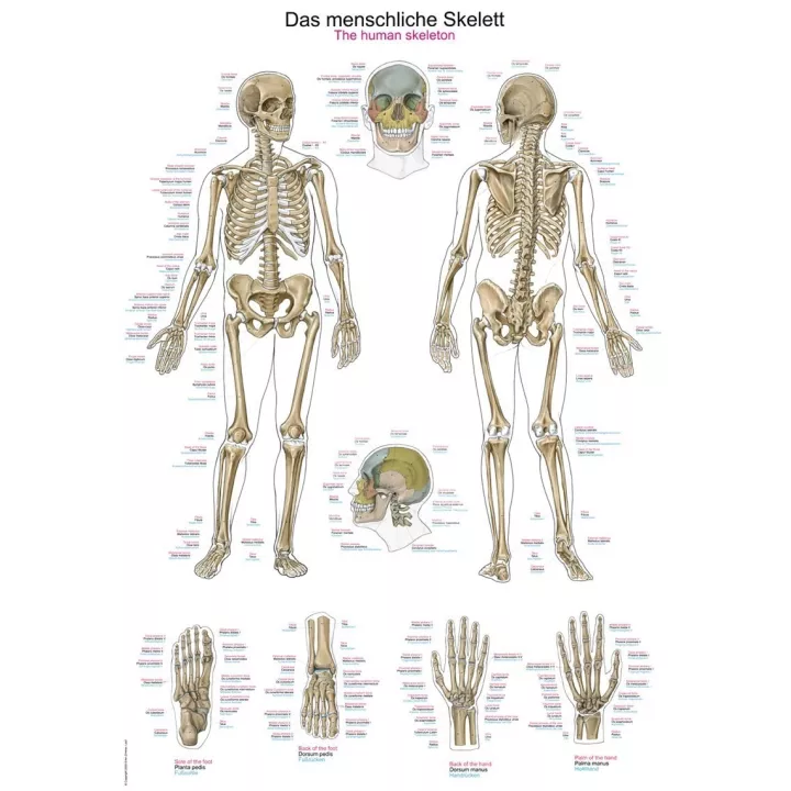 Planche anatomique du squelette