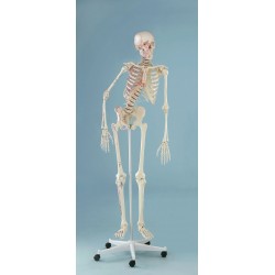 Squelette „Peter“, mobile, marquage unilatéral des muscles