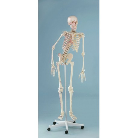 Squelette „Peter“, mobile, marquage unilatéral des muscles
