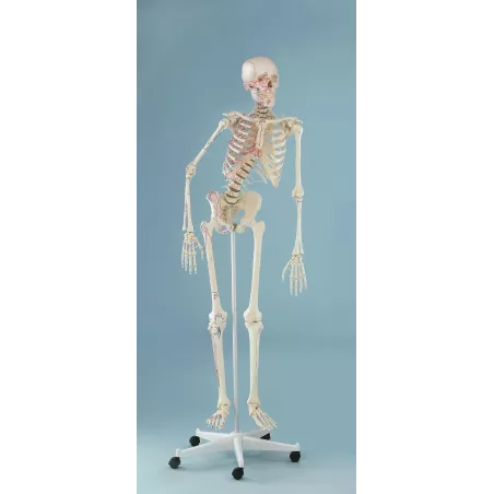 Squelette „Peter“, mobile, marquage unilatéral des muscles