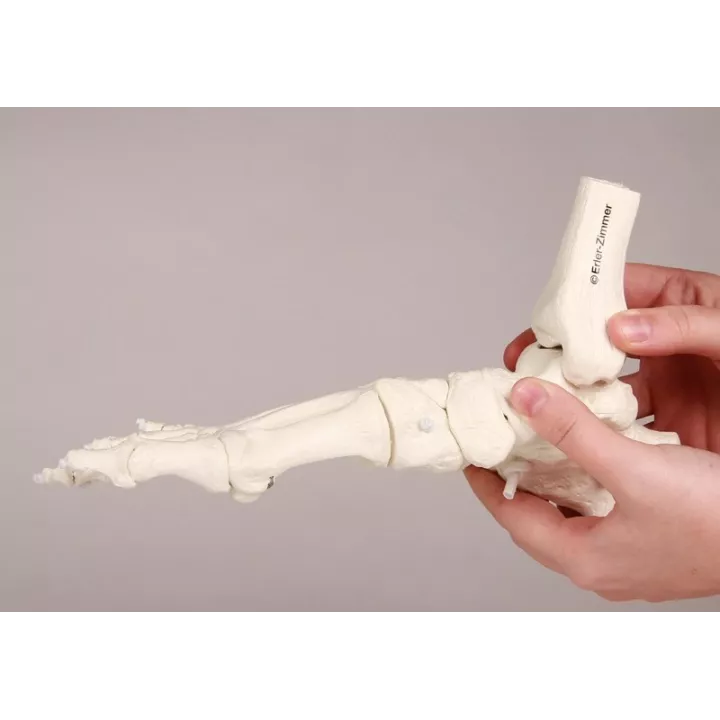 Squelette du pied avec insertion du tibia et du péroné, flexible