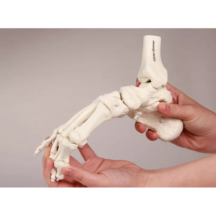 Squelette du pied avec insertion du tibia et du péroné, flexible