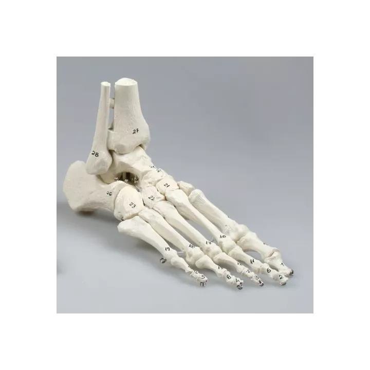 Squelette du pied avec insertion du tibia et du péroné, flexible