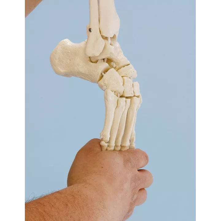 Squelette du pied avec insertion du tibia et du péroné, flexible