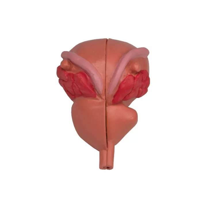 Modèle de prostate, en 2 partie