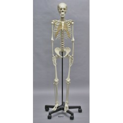 Squelette adolescent