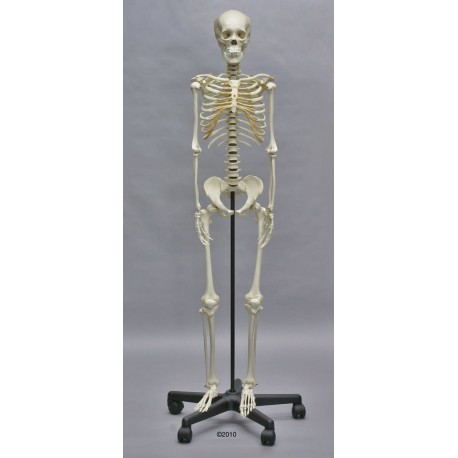 Squelette adolescent