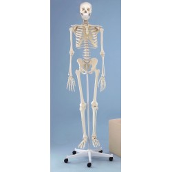 Squelette humain, Willi, 176 cm