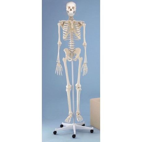 Squelette humain, Willi, 176 cm