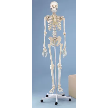 Squelette humain, Willi, 176 cm