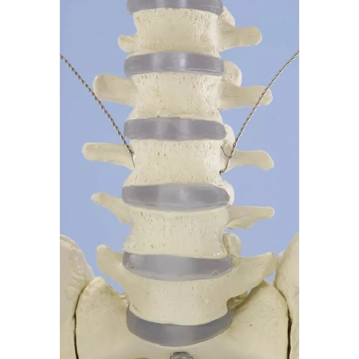 Squelette humain, Willi, 176 cm