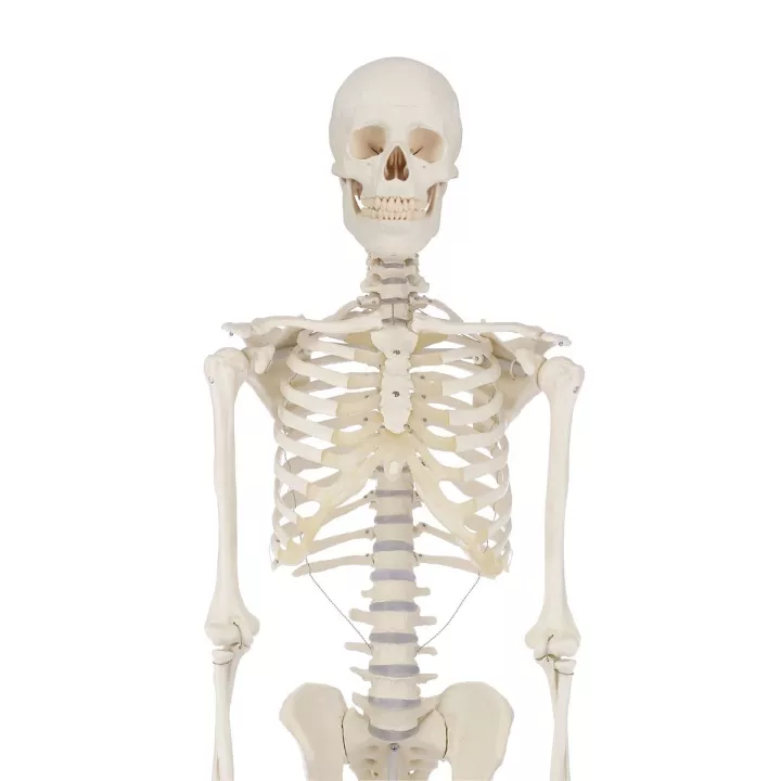 Squelette humain, Willi, 176 cm
