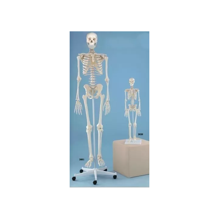 Squelette humain, Willi, 176 cm