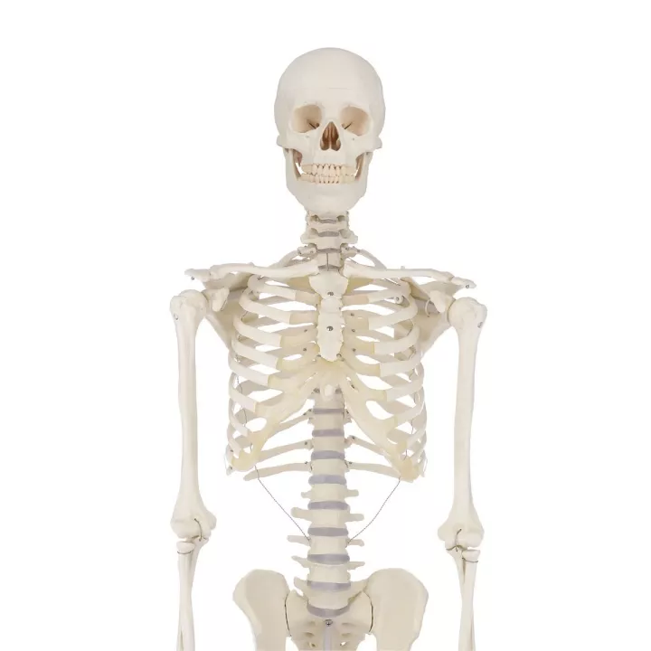 Squelette humain, Willi, 176 cm