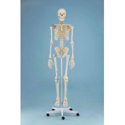 Squelette "Otto“, avec ligaments