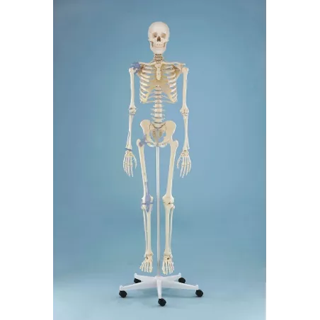 Squelette "Otto“, avec ligaments