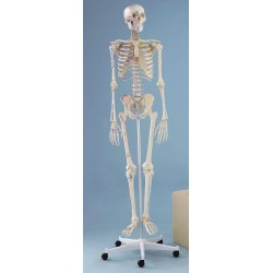 Squelette humain Arnold, 176 cm
