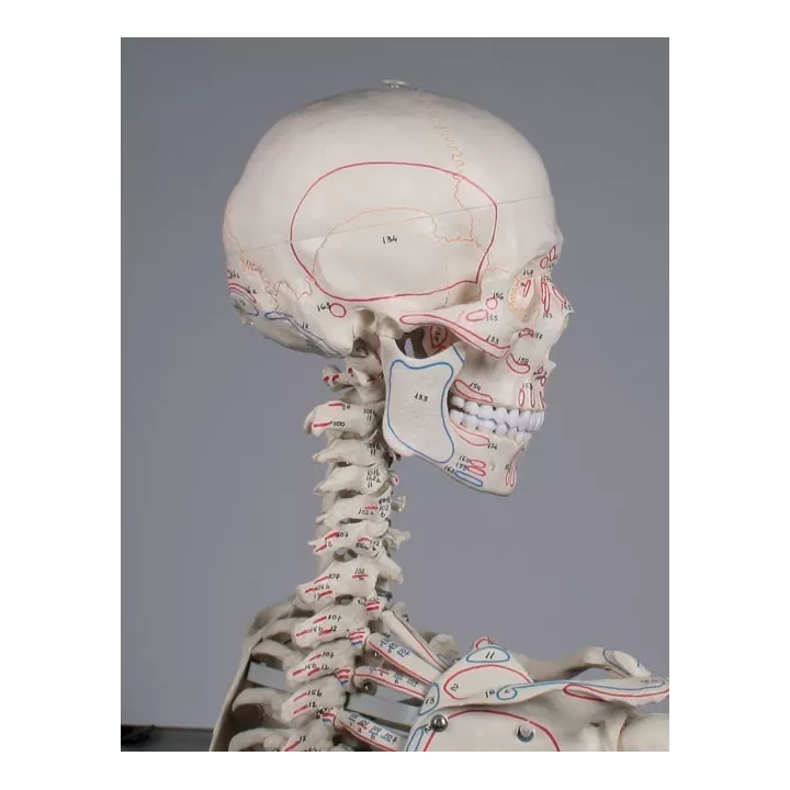 Squelette humain Arnold, 176 cm