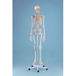 Squelette "Bert“, marquage des muscles, ligaments