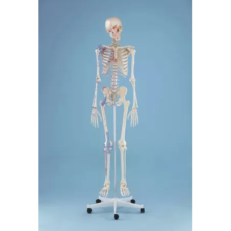 Squelette "Bert“, marquage des muscles, ligaments