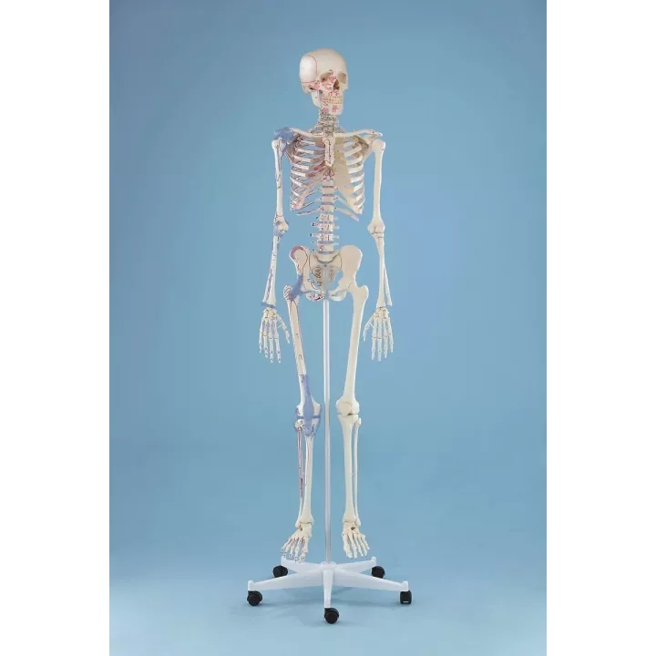 Squelette "Bert“, marquage des muscles, ligaments