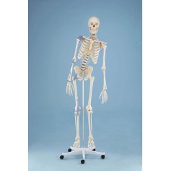 Squelette „Toni“, mobile, ligaments