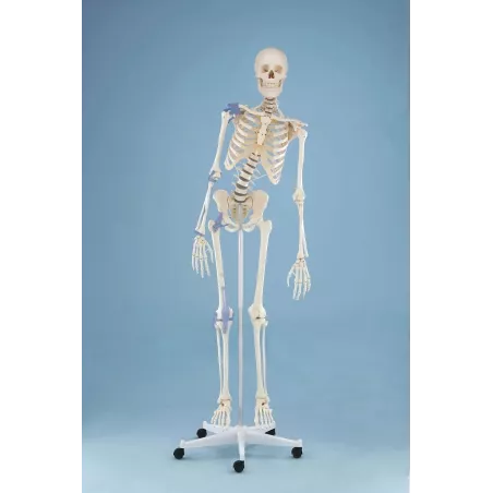 Squelette „Toni“, mobile, ligaments
