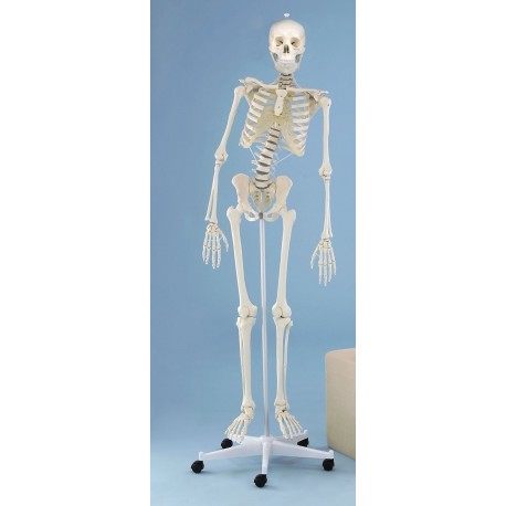 Squelette humain HUGO, 176 cm