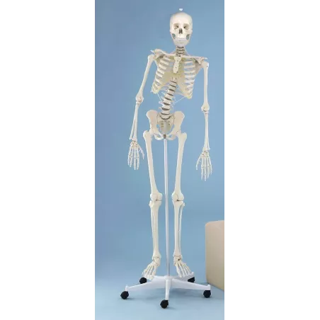 Squelette  humain HUGO, 176 cm