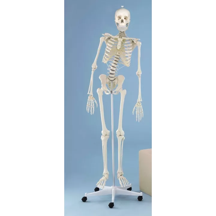 Squelette  humain HUGO, 176 cm