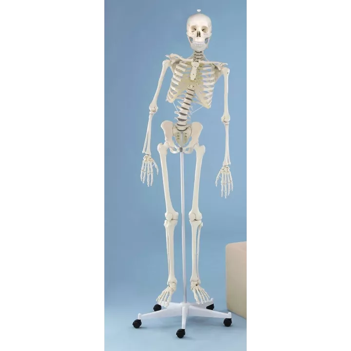 Squelette  humain HUGO, 176 cm