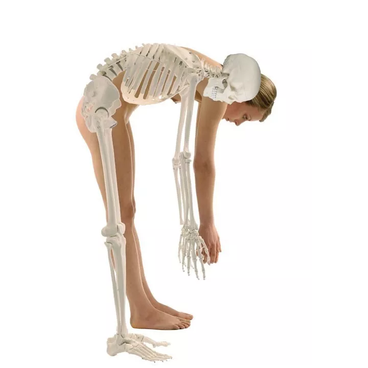 Squelette  humain HUGO, 176 cm