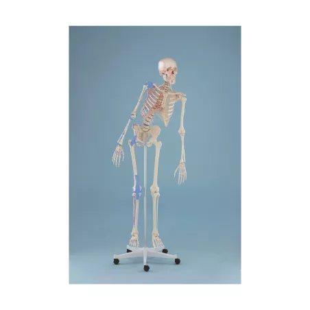 Squelette „Max“, mobile, marquage des muscles, ligaments