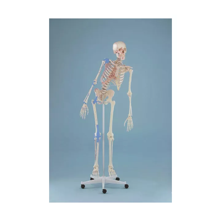 Squelette „Max“, mobile, marquage des muscles, ligaments