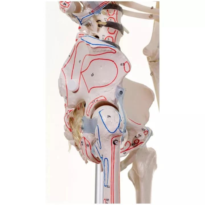 Squelette „Max“, mobile, marquage des muscles, ligaments