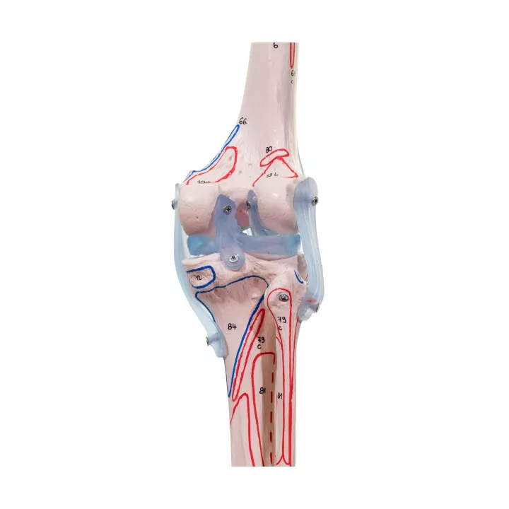 Squelette „Max“, mobile, marquage des muscles, ligaments