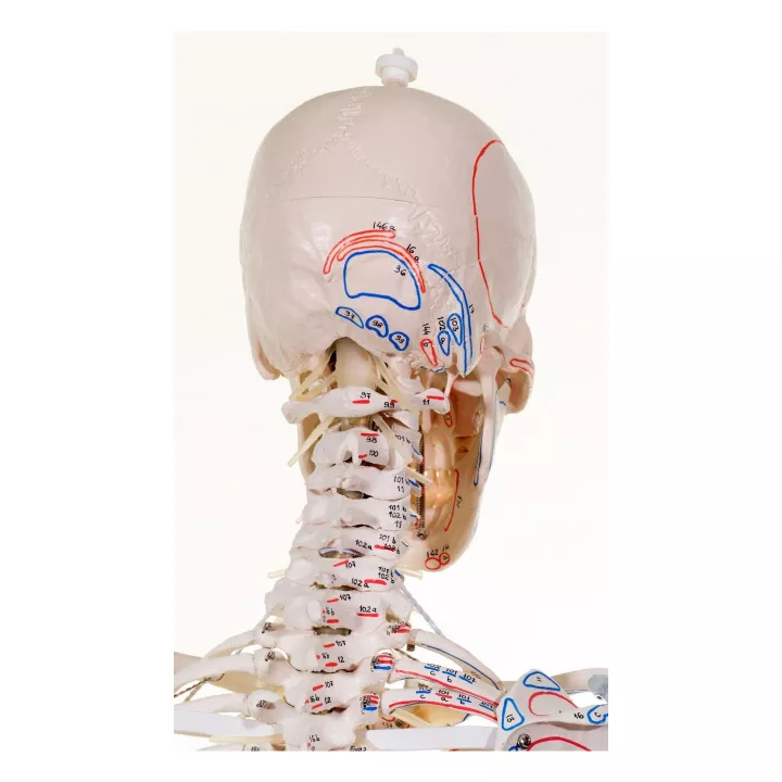 Squelette „Max“, mobile, marquage des muscles, ligaments