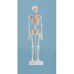 Squelette miniature "Daniel“ avec marquages des muscles