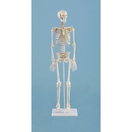 Squelette miniature Daniel“ avec marquages des muscles
