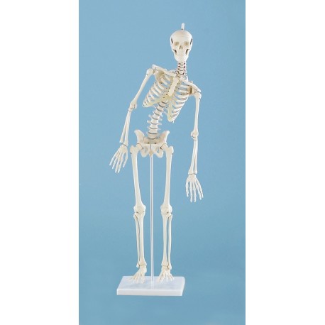Squelette miniature "Paul“ avec colonne vertébrale mobile