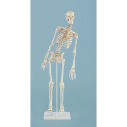 Squelette miniature "Fred“ avec colonne vertébrale mobile & muscles