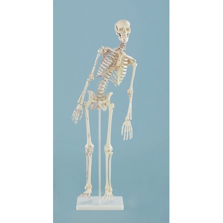 Squelette miniature "Fred“ avec colonne vertébrale mobile & muscles